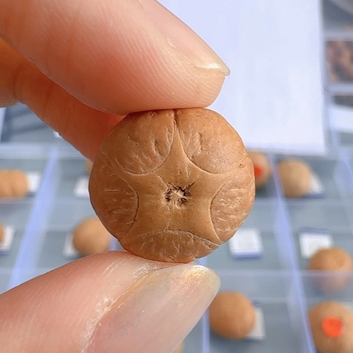 凤眼菩提吊坠萌*六15mm五星85@7554