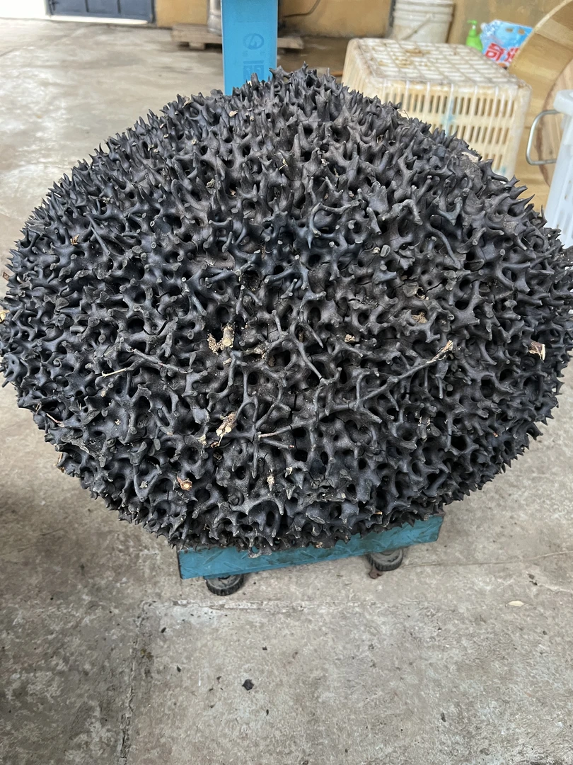 云南边境黑蚂蚁窝整个  47斤-80斤整个