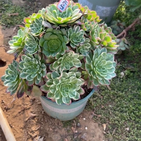 25-71莲花多肉植物