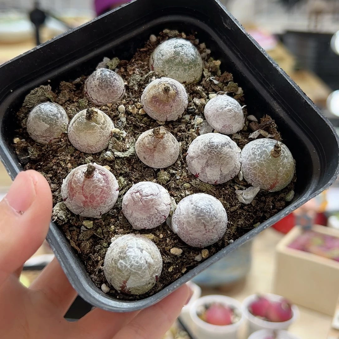 【闪购商品】223 灯泡一盒