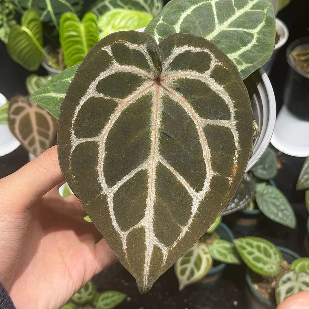 不开花植物米歇尔自交