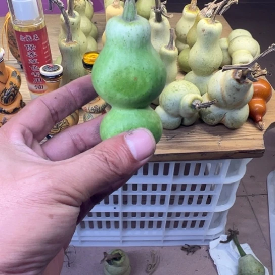 轻***茶葫芦葫芦等经济林木生长着大量珍贵