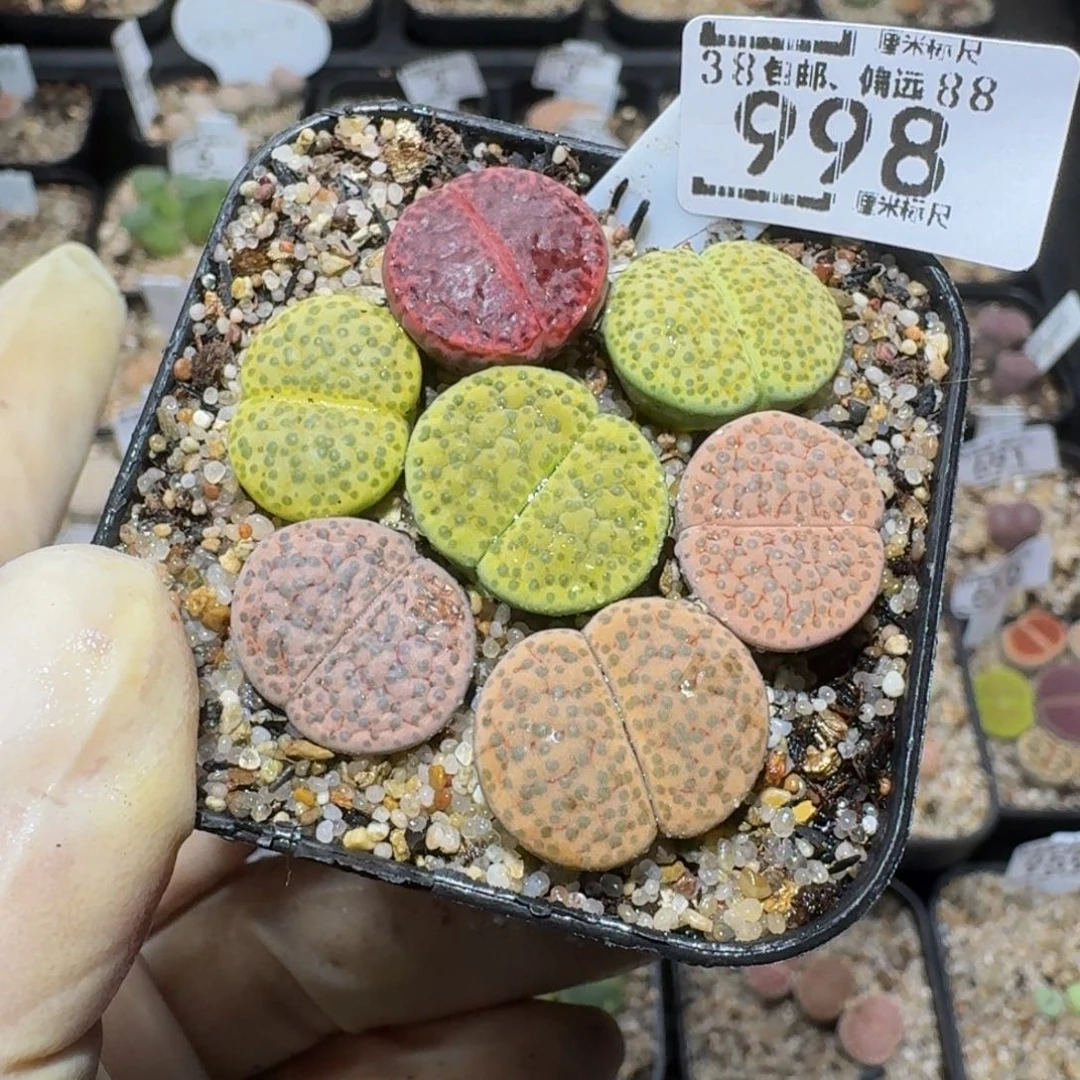 zzzzz生石花肉锥998