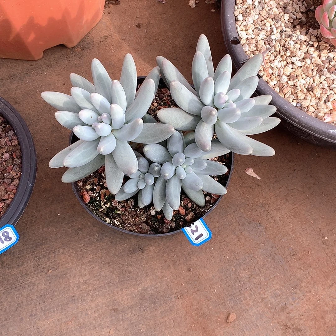 521乌兰乃 一物一拍多肉