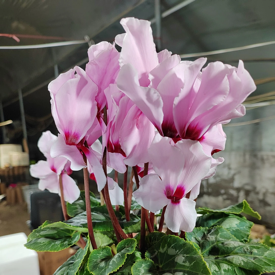 福利款维多利亚香唇20号链接15厘米盆径带香味四季开花好养活