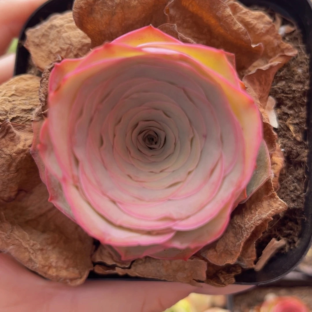 A847 浪花 一物一拍