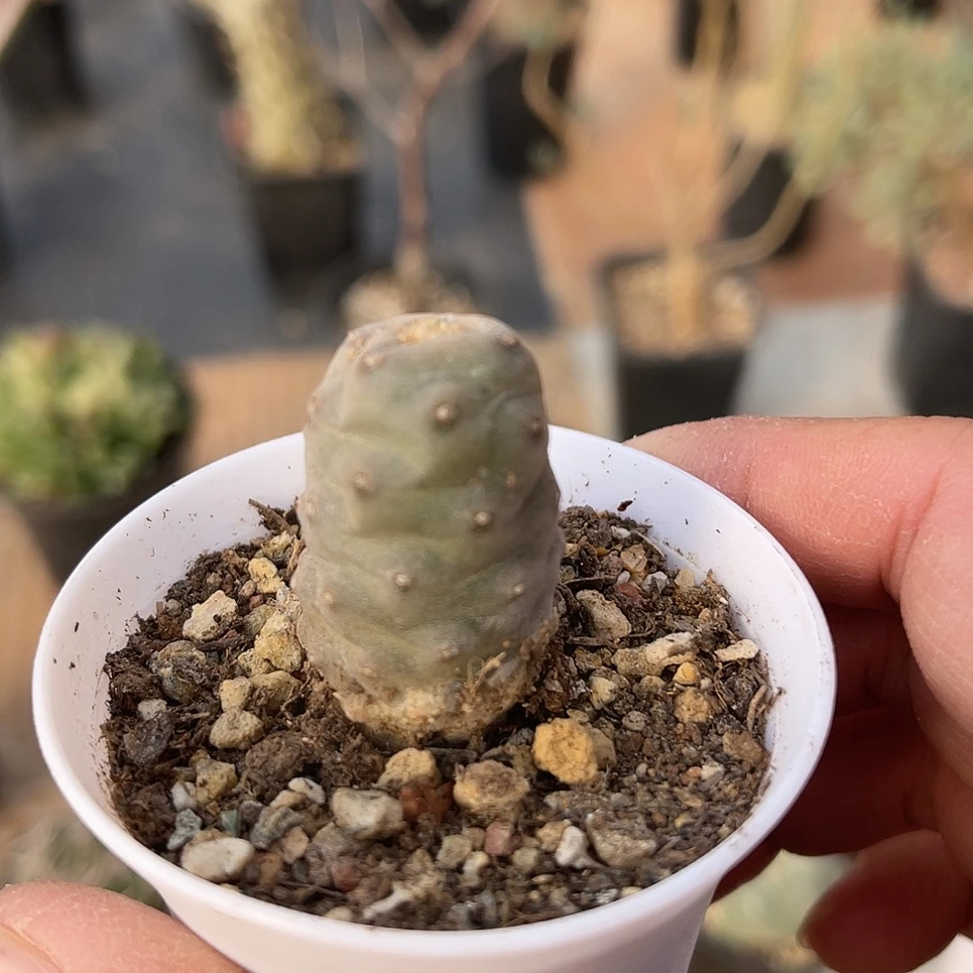 松笠团扇一物一拍