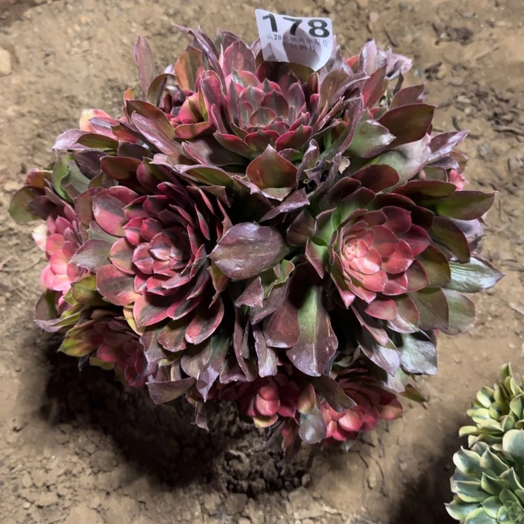 华*子178号雅典娜清棚不包损