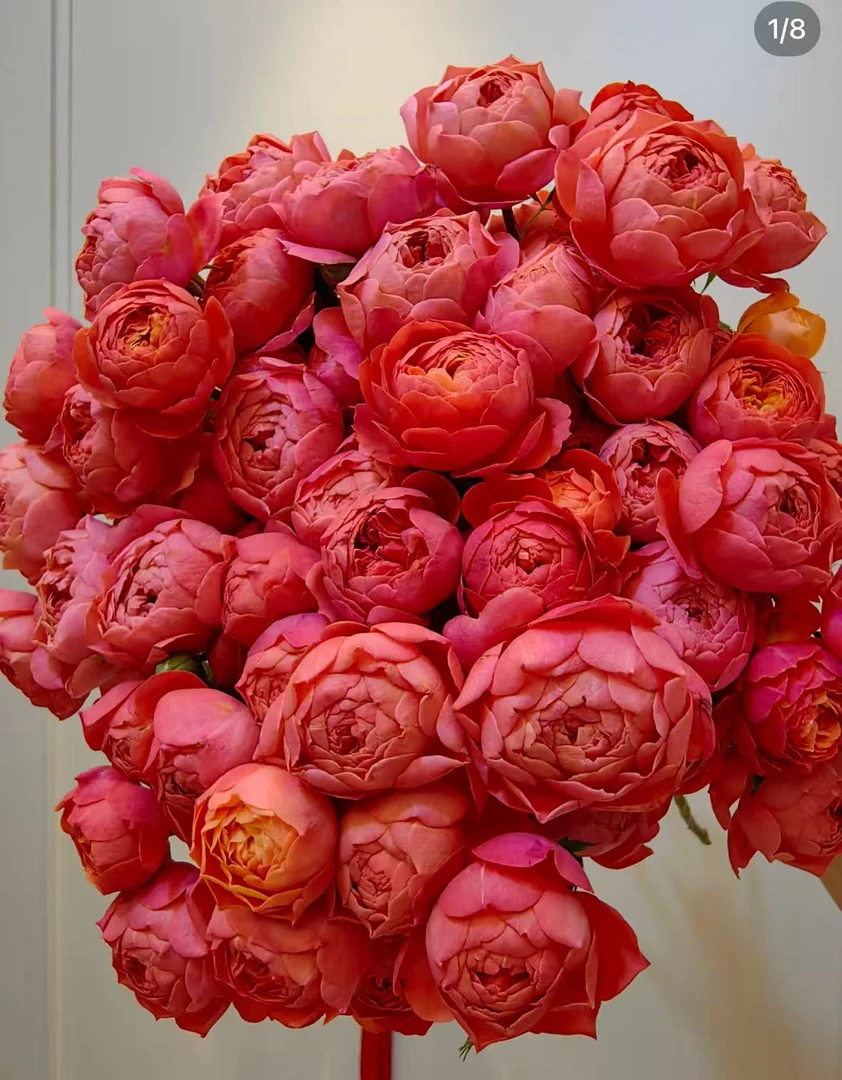 血橙果汁中苗浓香月季