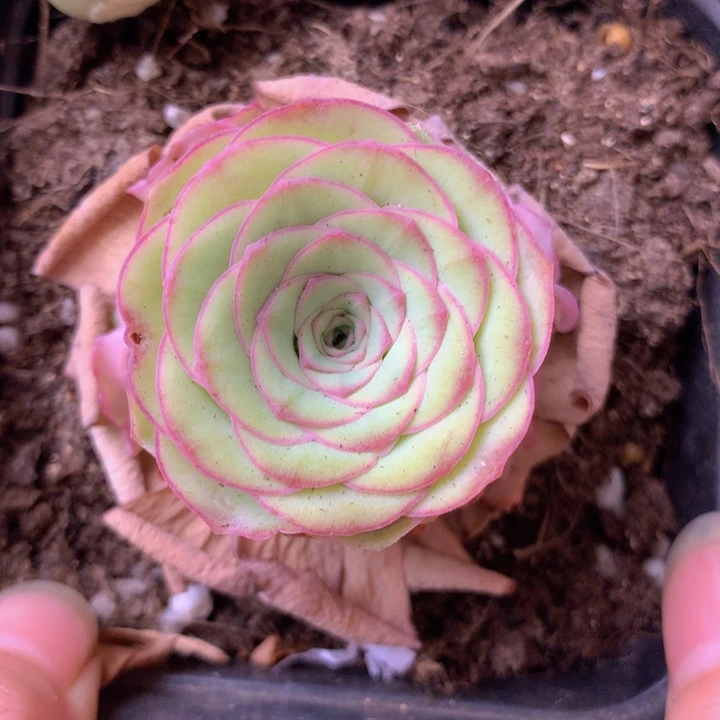 一物一拍星辰福利088