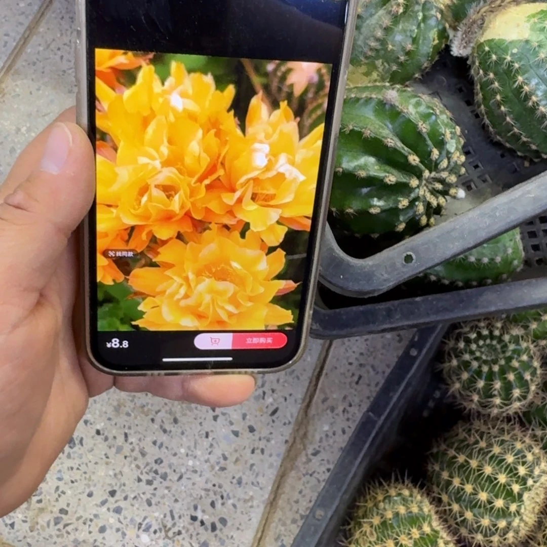 395彩草依然歪无根侧牙4公分左右，20包邮