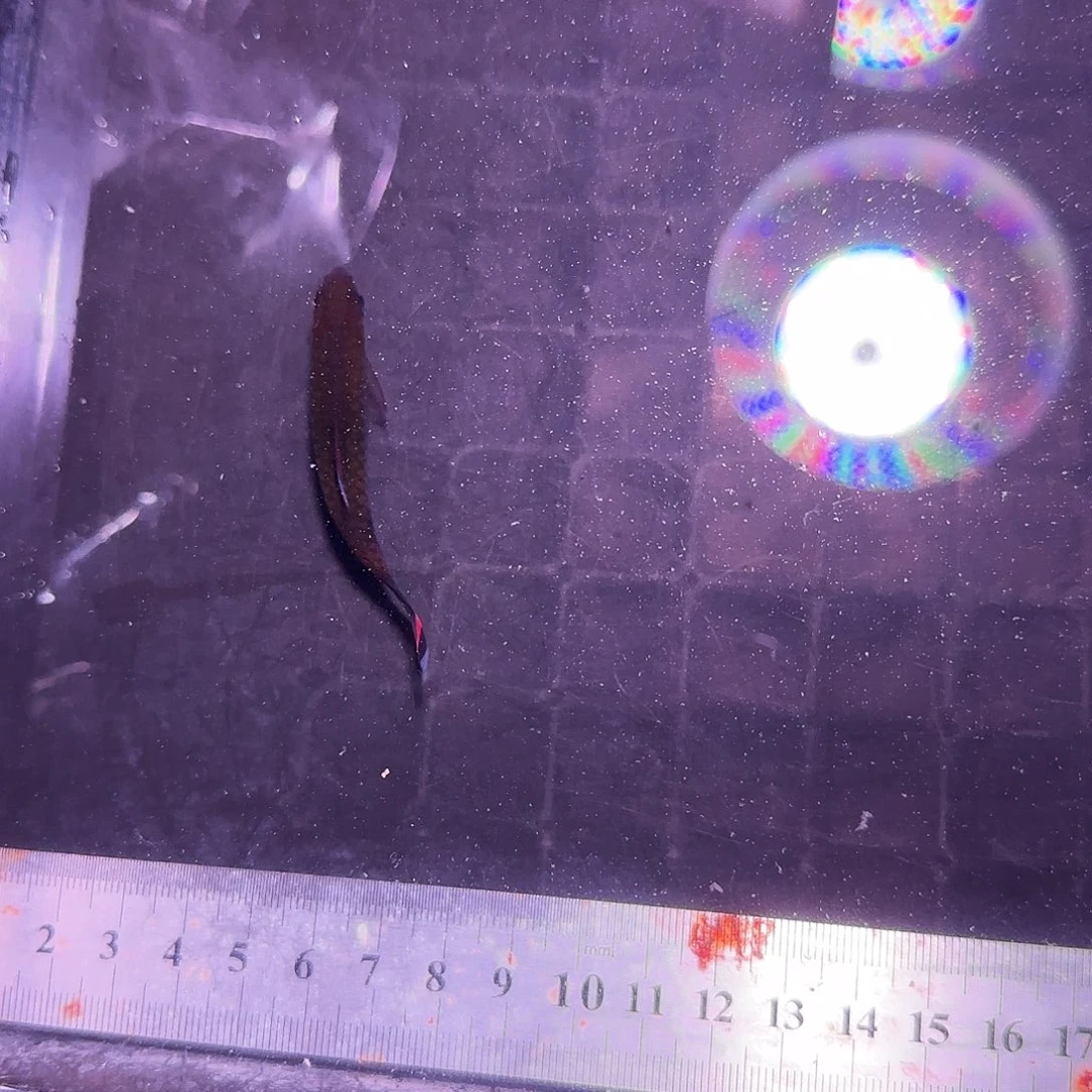 海水鱼红线10 10 10