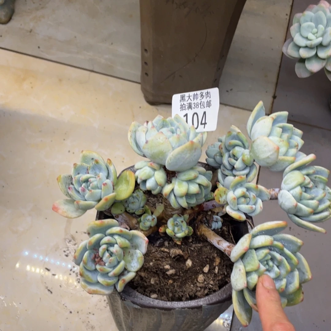 黑大帅多肉104冷香