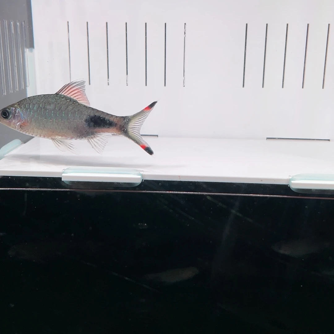 海水鱼红杂蓝7-8cm公