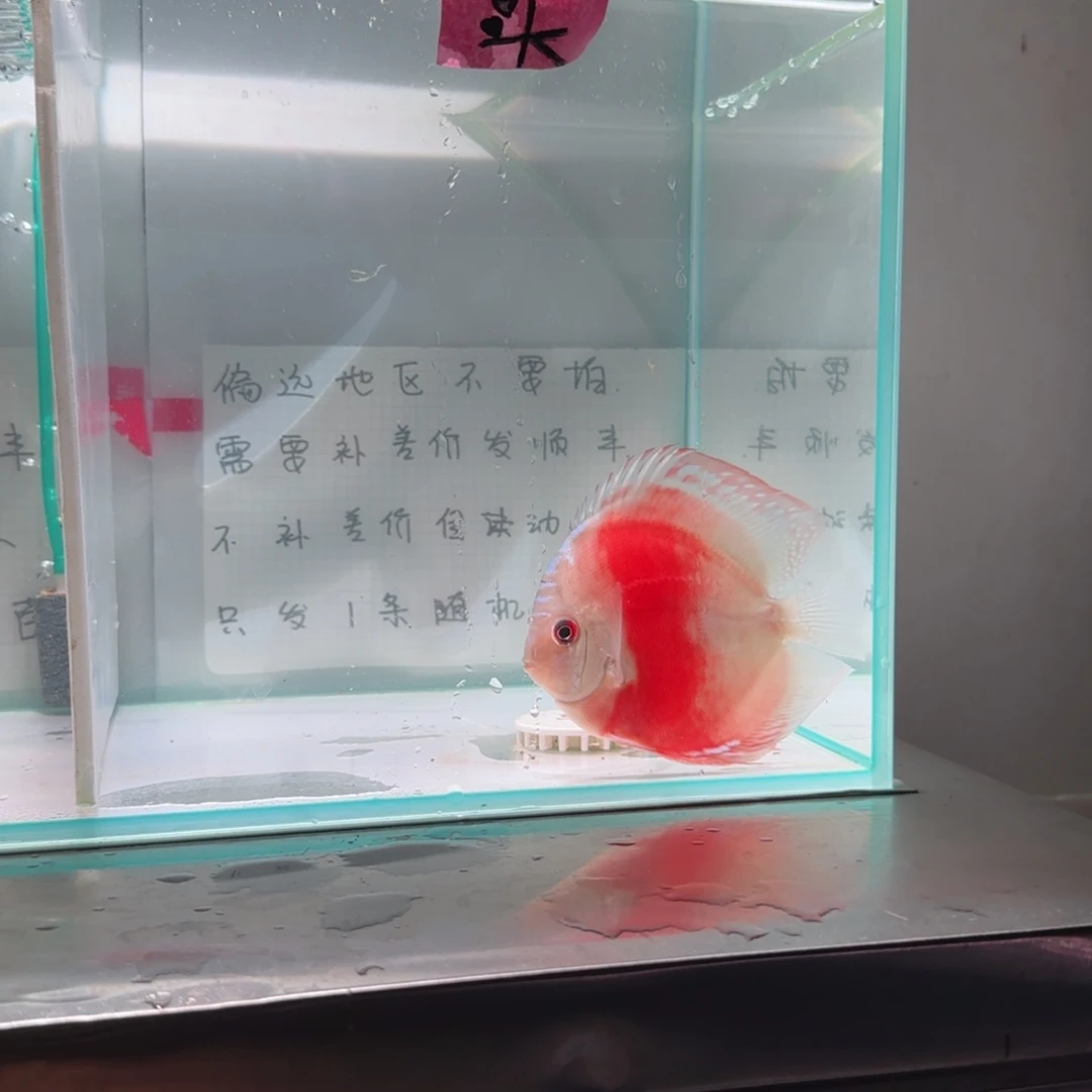 七彩神仙鱼七彩8-11