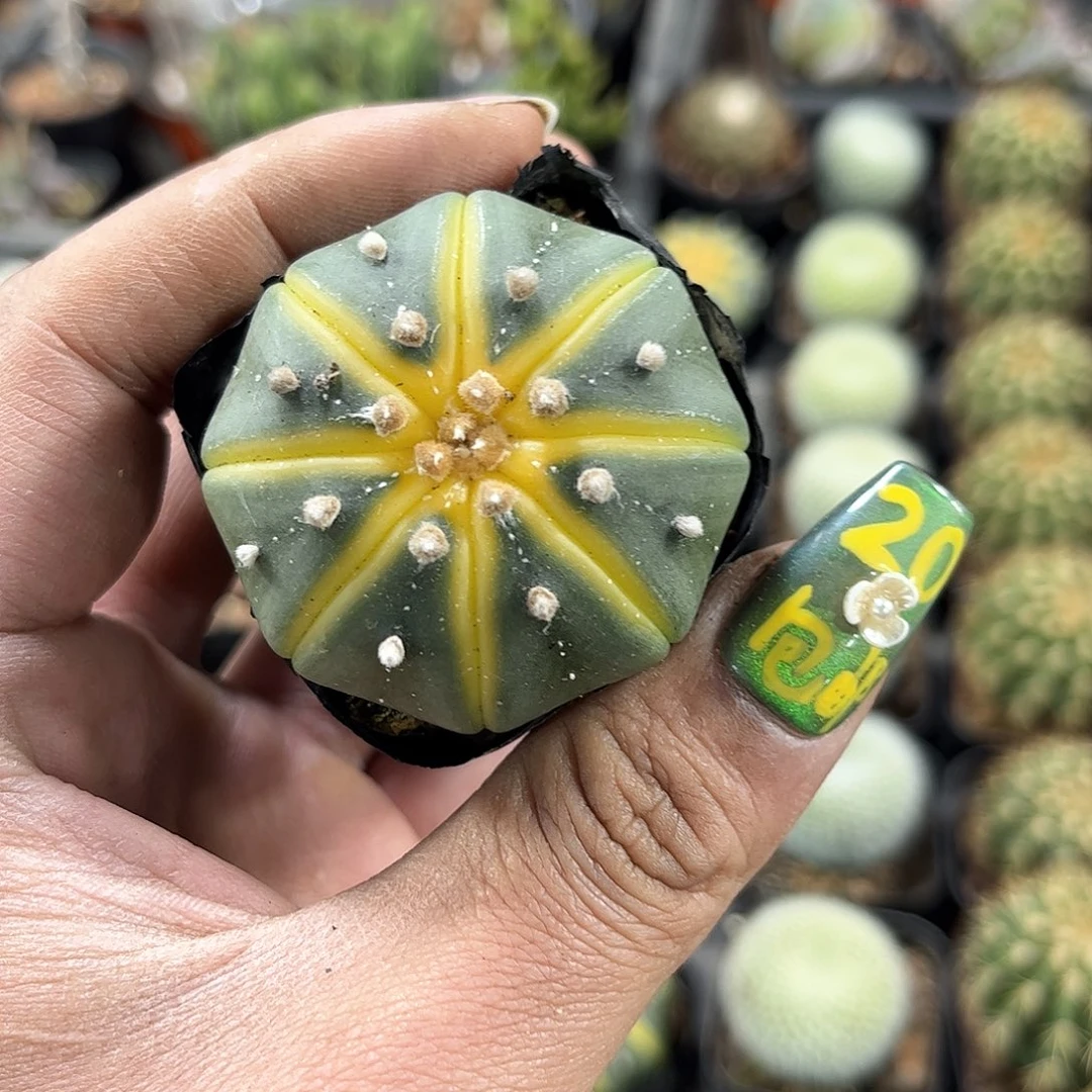 西瓜球单头发货有根发货