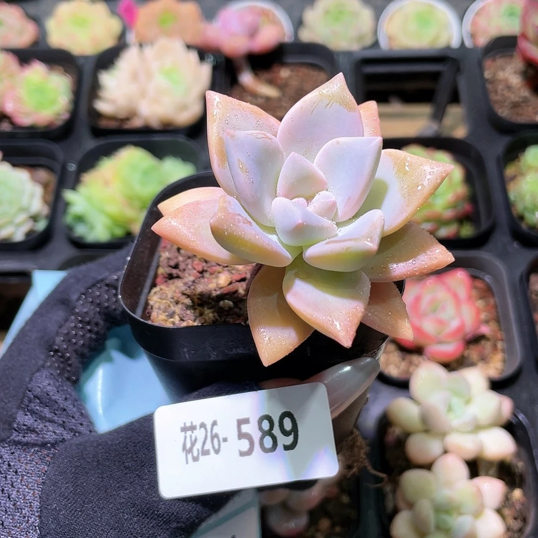 花利美26-589淡雪