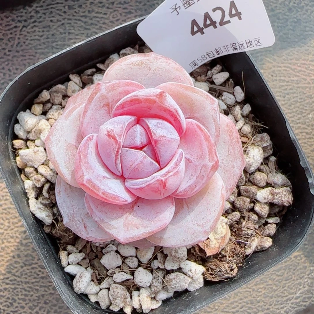 紫粉珍妮，4424多肉