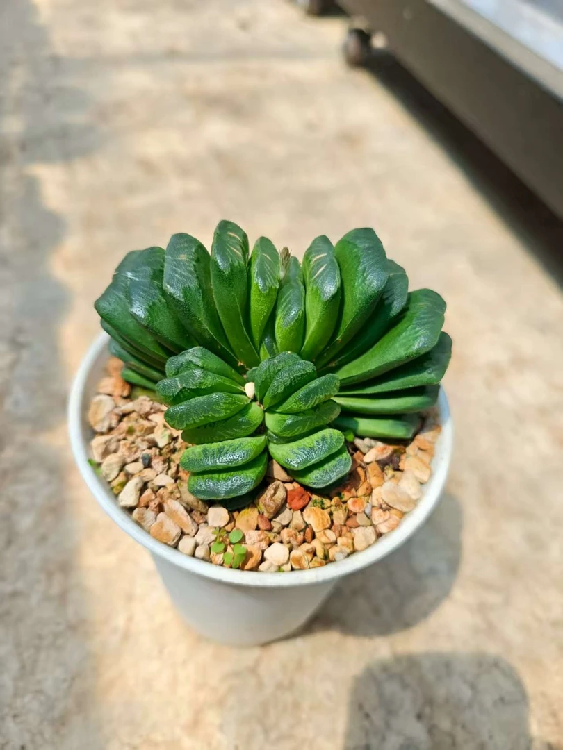 绿玉扇  脱土发货