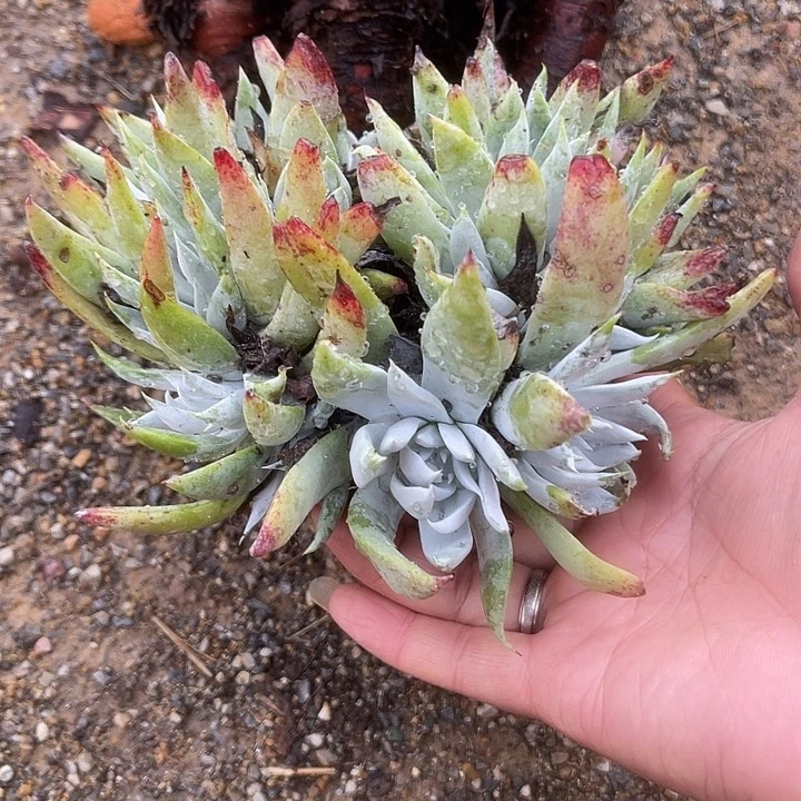 仙女杯系列多肉植物