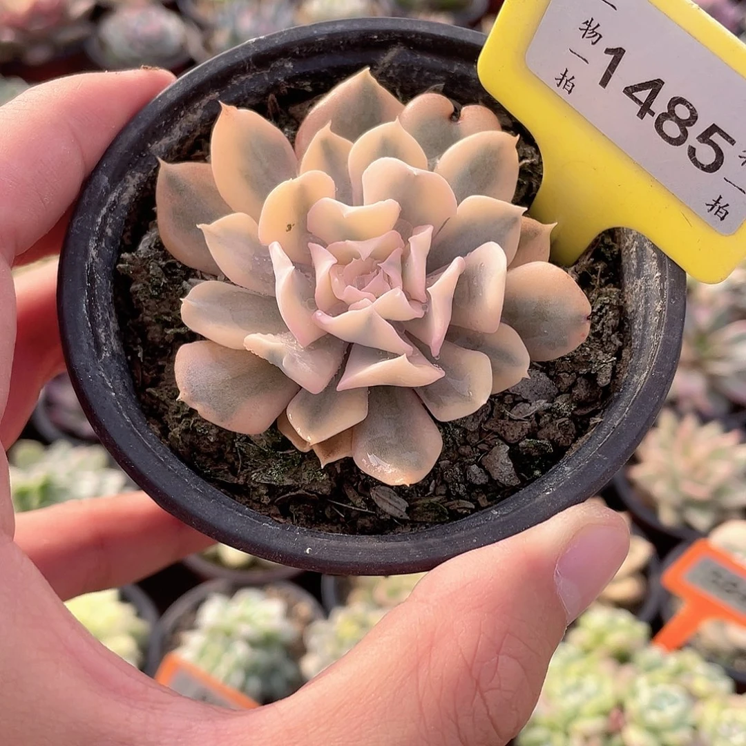 利比里亚1485号多肉