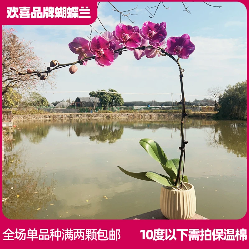 【大财主】精品蝴蝶兰3.5寸超大杯室内绿植