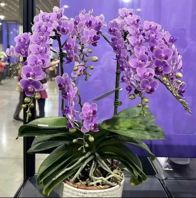 双剑《欧洲小蓝》3.5寸杯蝴蝶兰