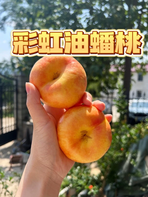蒙阴彩虹油蟠桃新鲜现摘脆甜多汁软硬两吃应季水果