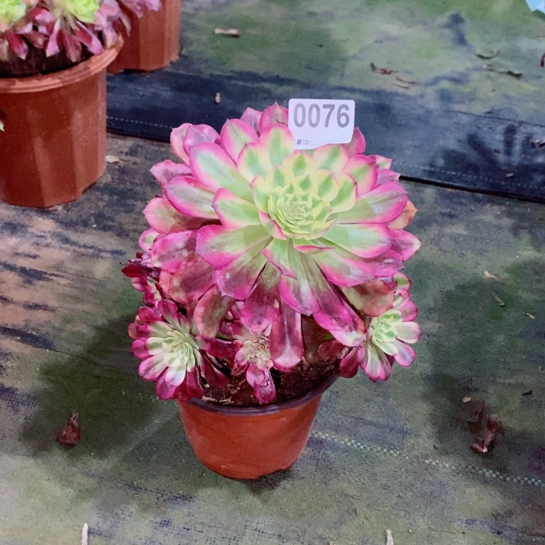 黑****）维纳斯0076多肉1111