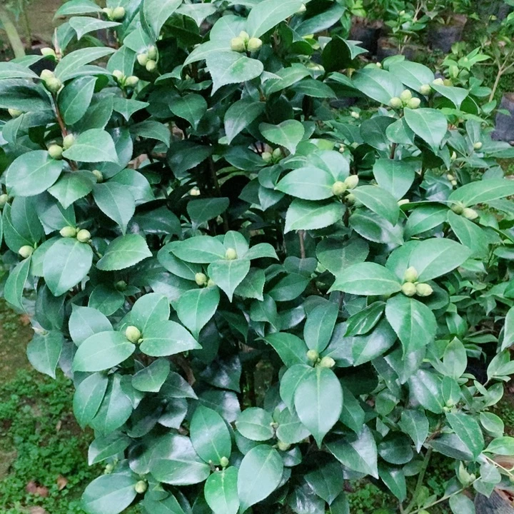 完全开放十八学士