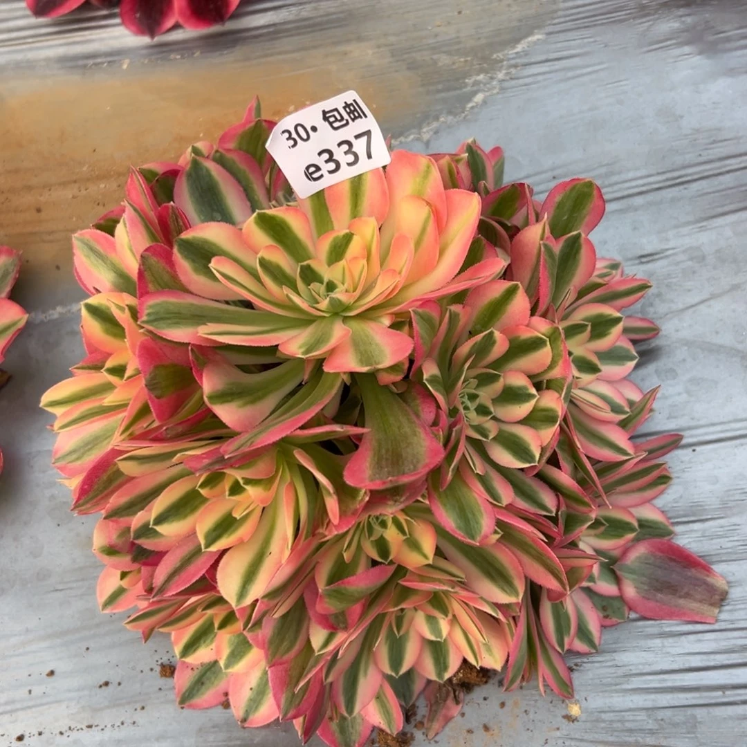 337女巫多肉法师