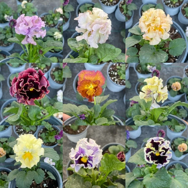 皱边角堇耐寒阳台冬天盆栽花卉植物