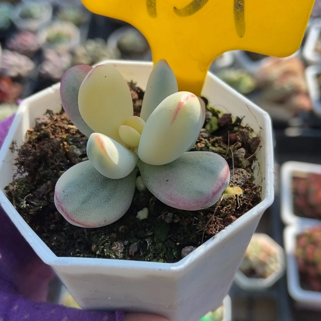 959福娘锦多肉植物