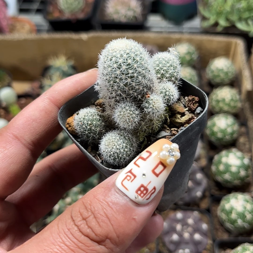 就这个死样子单头发