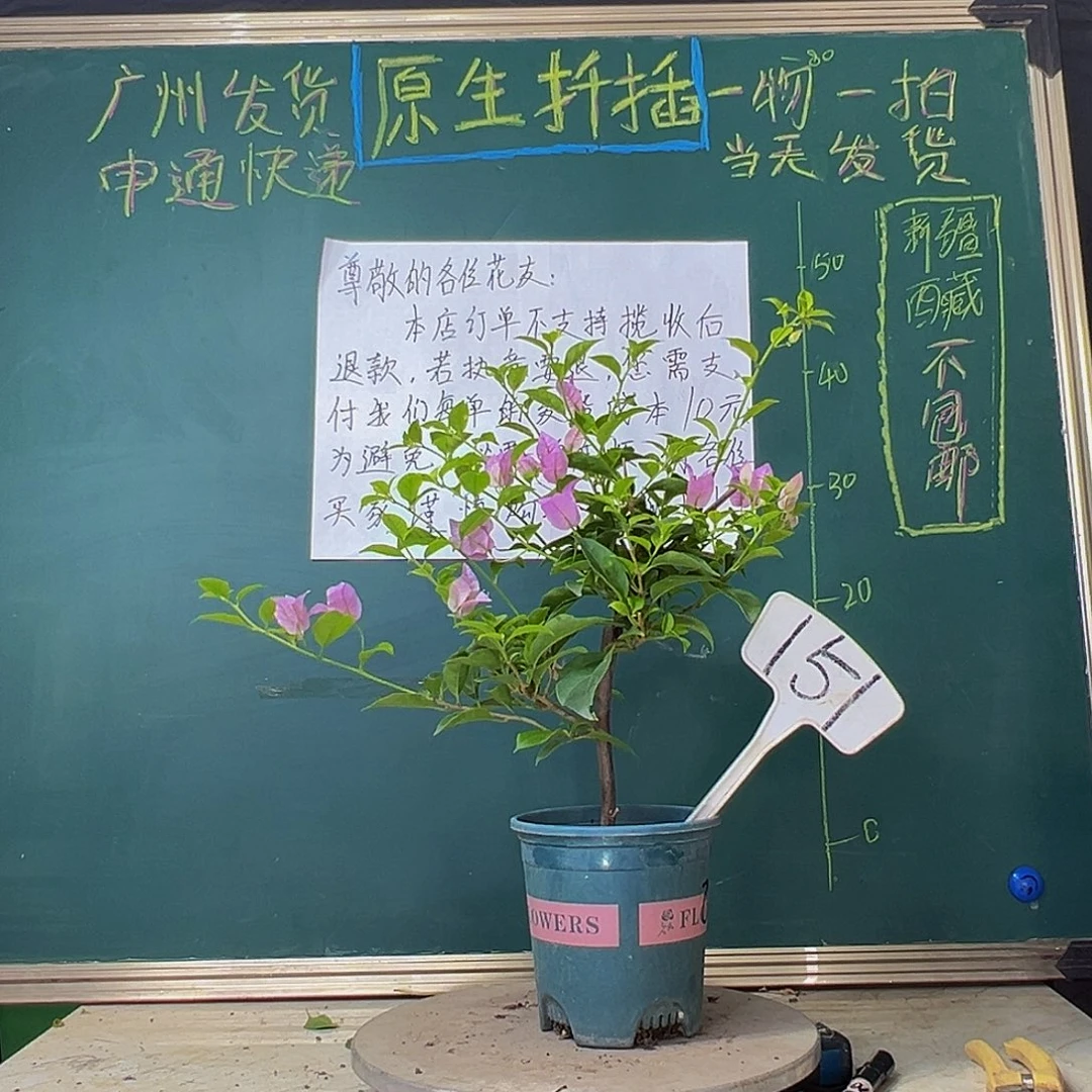 当前无花栽培后可以开花巴西紫151