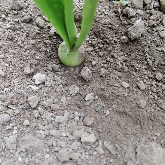 完全开放双月2左右