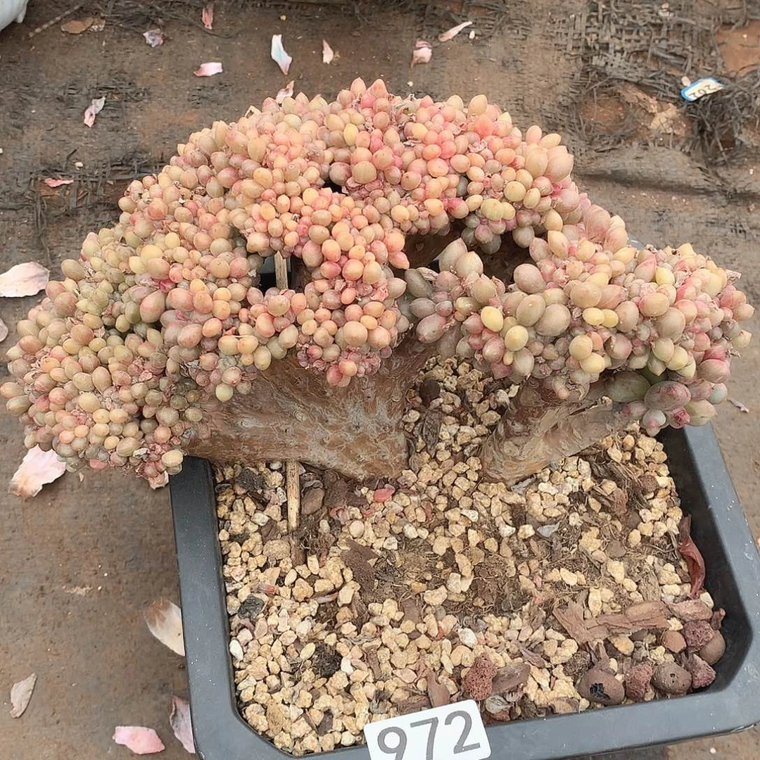 972缀化一物一拍多肉