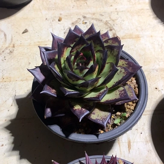 姣*每日特价活动开始啦