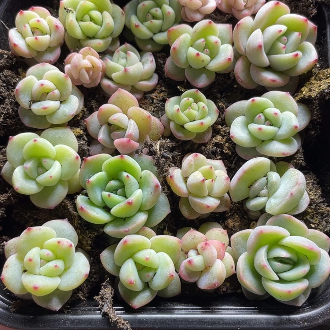 Az珍妮混一物一拍229