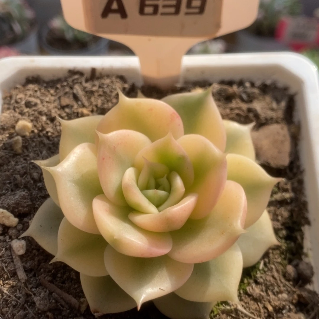 639贝加尔湖锦锦锦锦锦锦