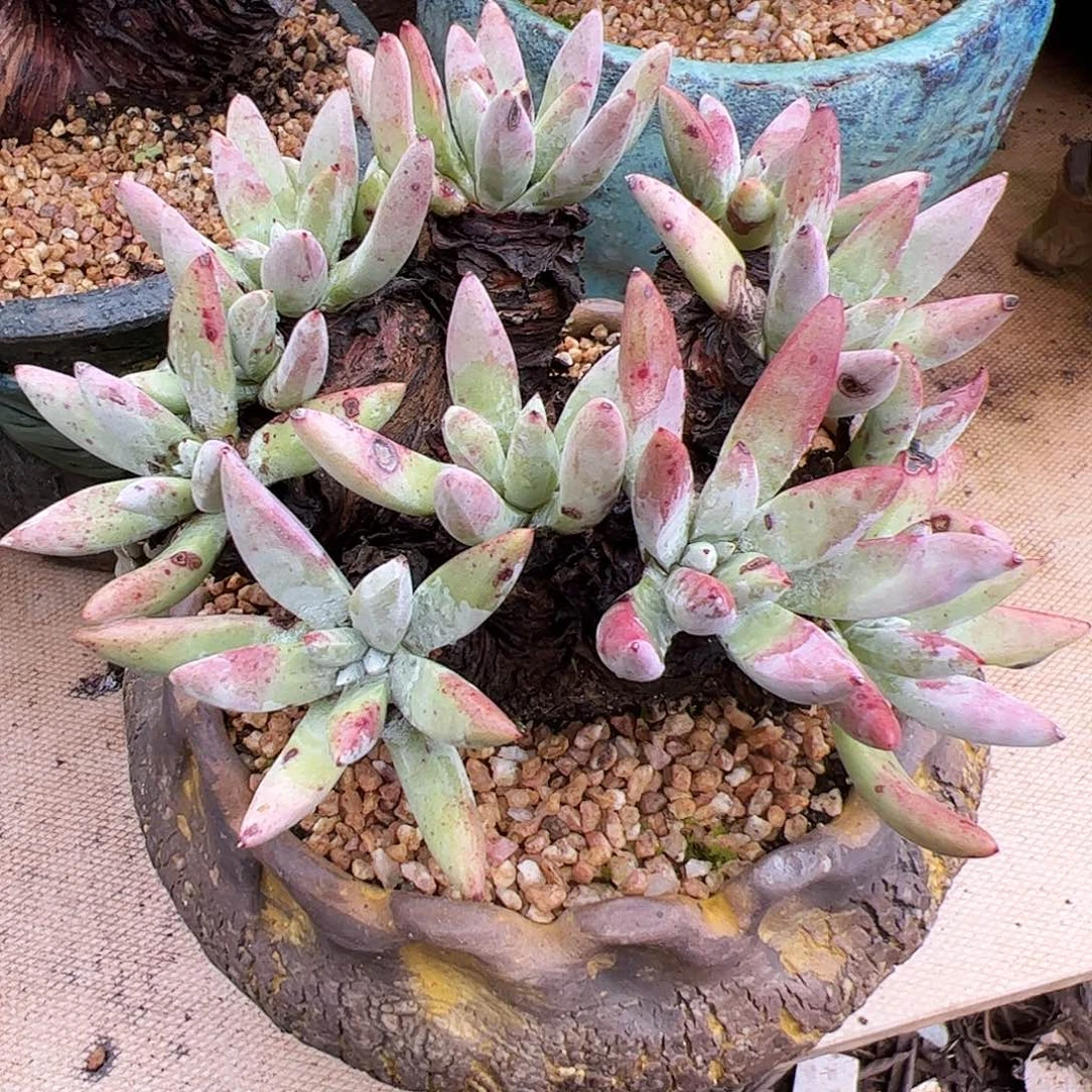 3516海瑟仙女杯多肉