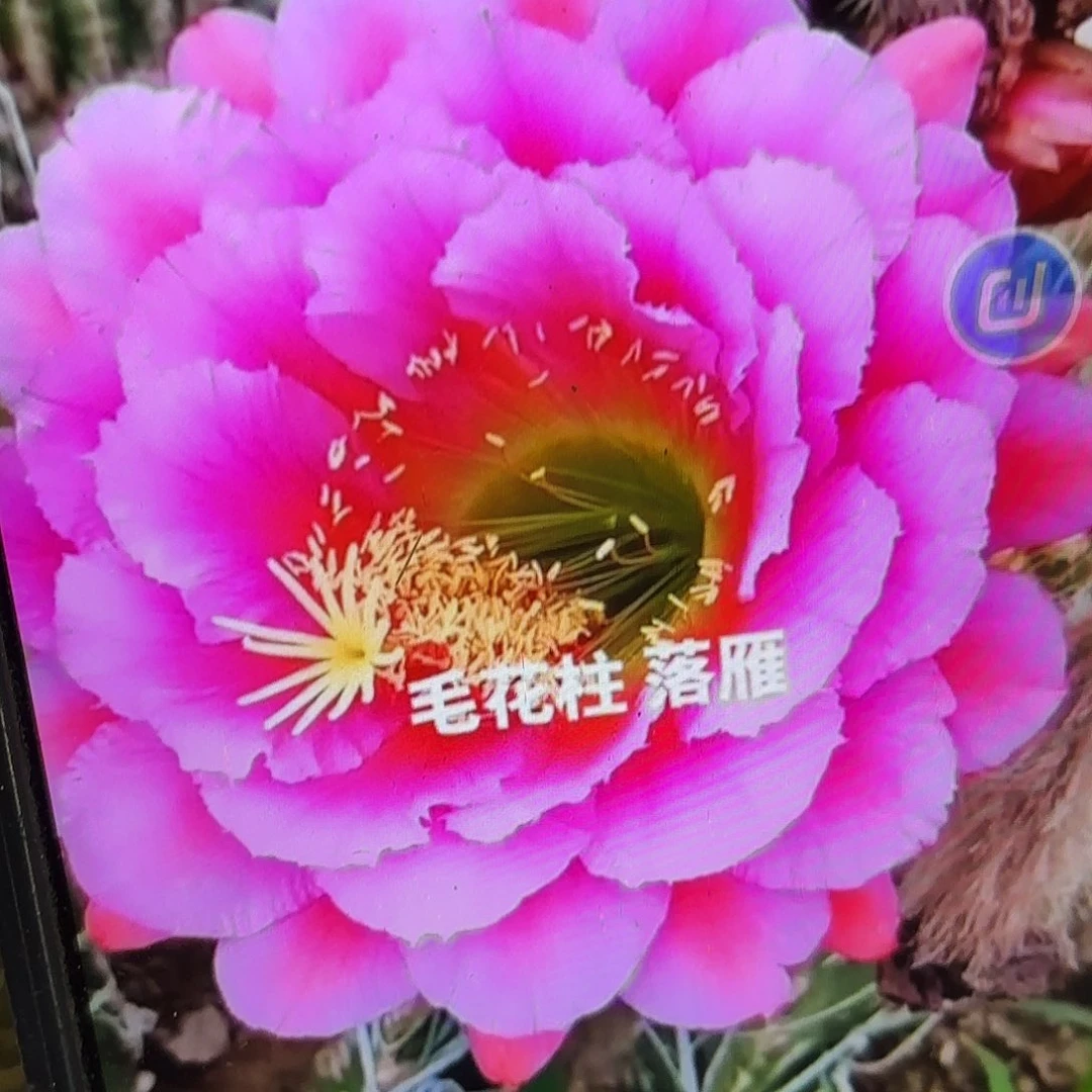 落雁彩颗侧牙20包邮37