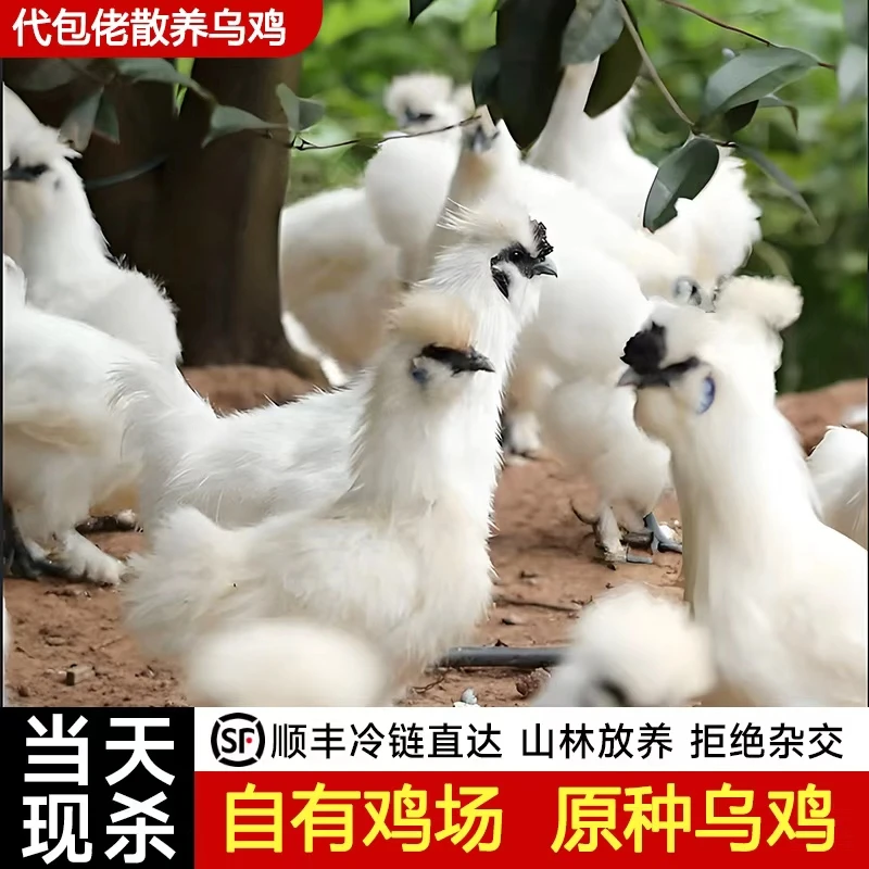 代包佬散养泰和乌鸡