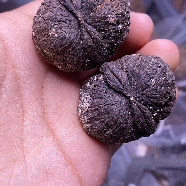 把件文玩核桃   130