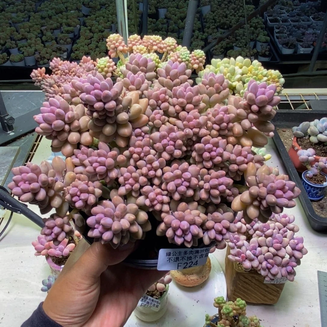 224星黛露多肉16cm