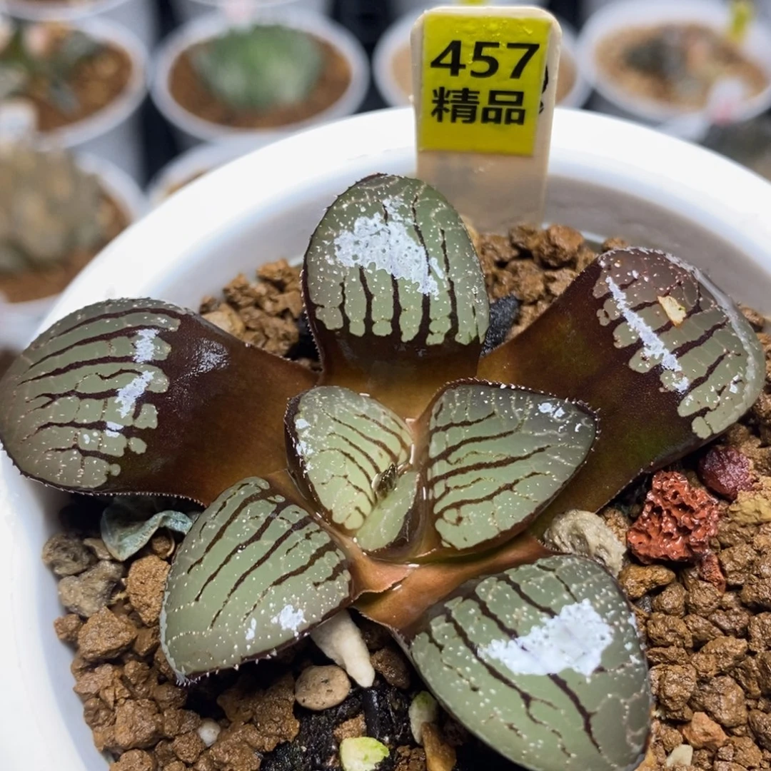 457摩界寿一物一拍