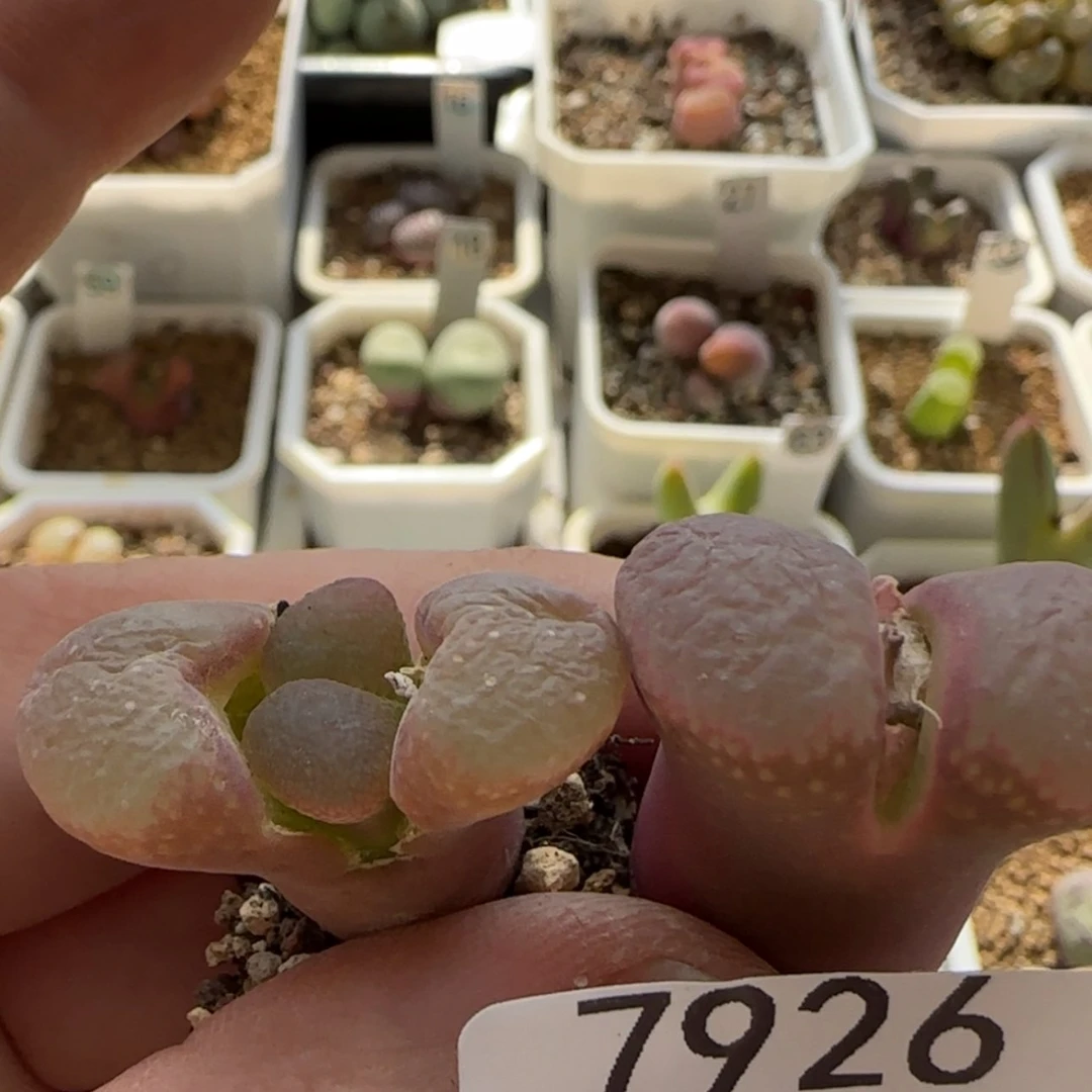 【闪购商品】调***球7926