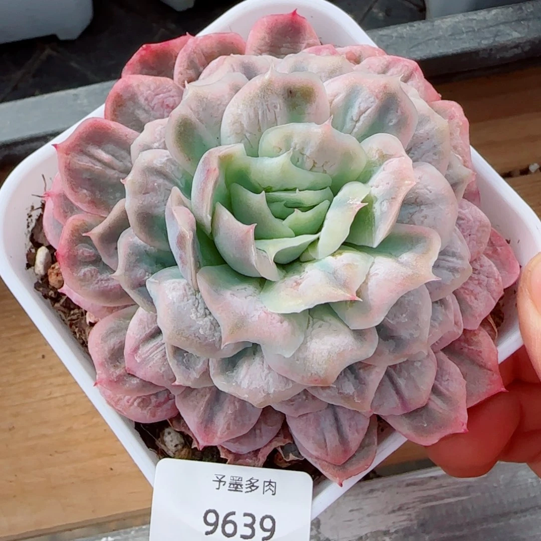 泡泡纱裙，9639多肉植物