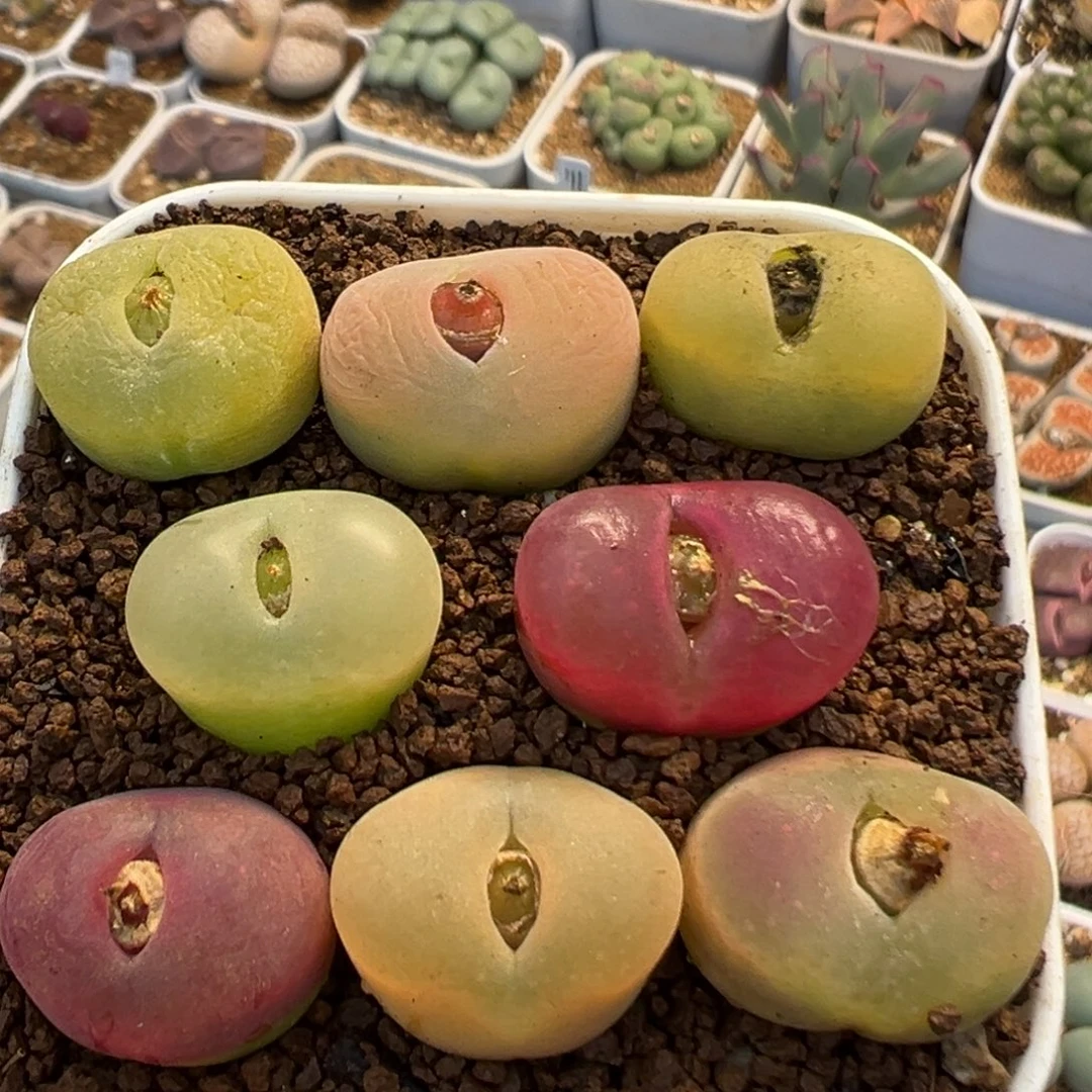 113多肉植物百科植物