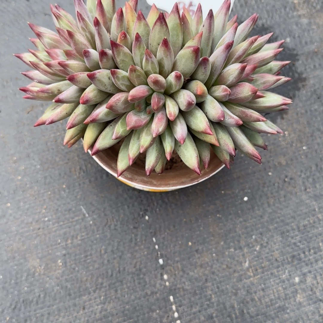 一物一拍彩体虞美人05